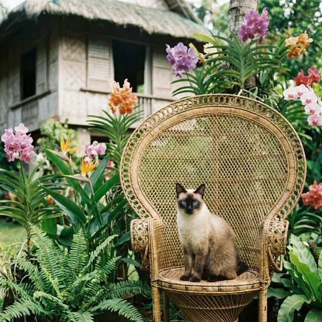 Siamese cat portrait